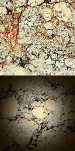 Netuna Gold